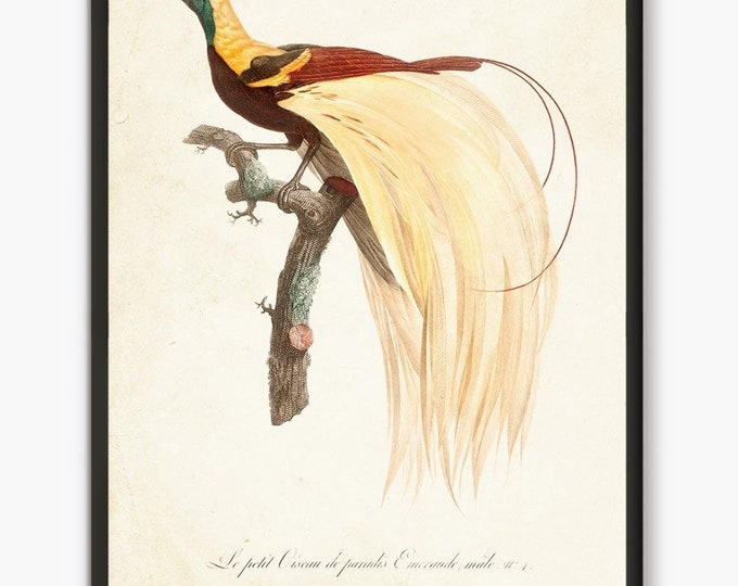 Paradise Bird antique book plates prints, vintage birds wall art #B3