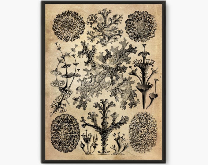 Ernst Haeckel Scientific Illustration, Natural Science print, Lichenes