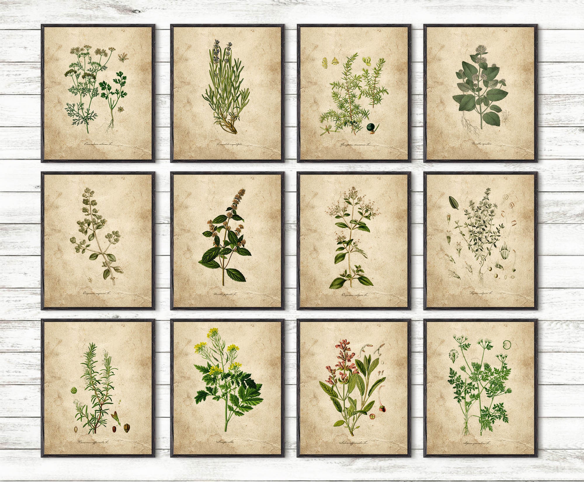 Set of 12 Kitchen Herbs Prints Botanical Print Set for Dining - Etsy