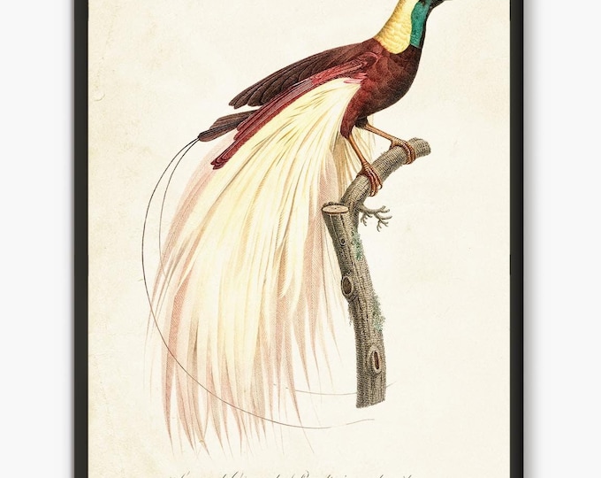 Paradise Bird antique book plates prints, vintage birds wall art #B1