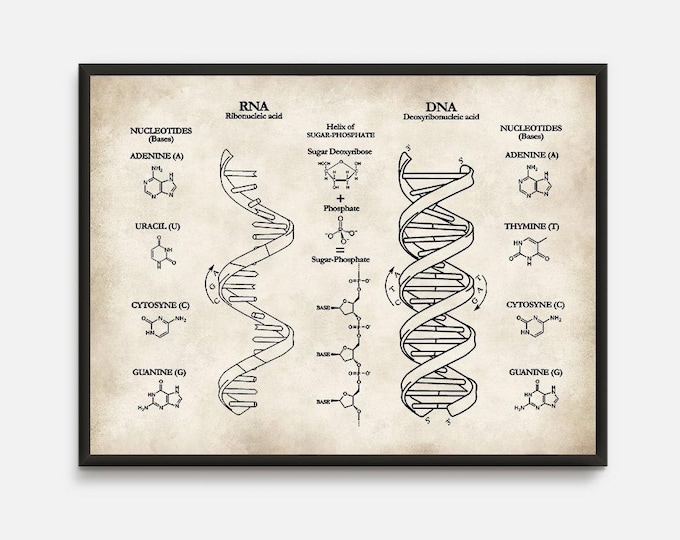 DNA RNA Printing: Life Sciences Posters, Nerdy Art