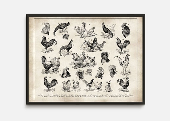 Chicken Breed Chart Poster