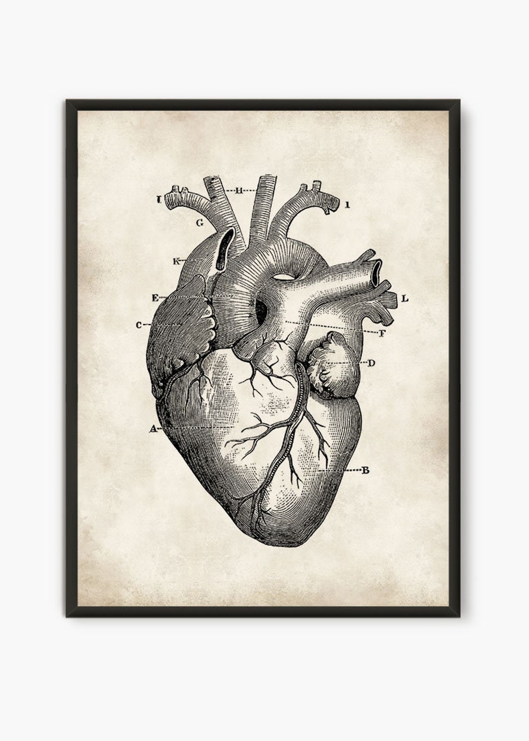 Anatomy Print Heart Poster Gift for Doctor Human Skeleton - Etsy