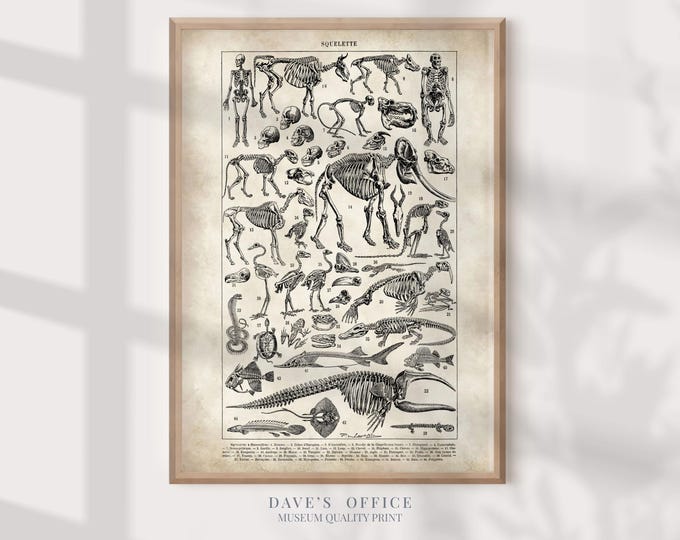 Paleontology poster Skeleton illustration  - Larousse natural history print