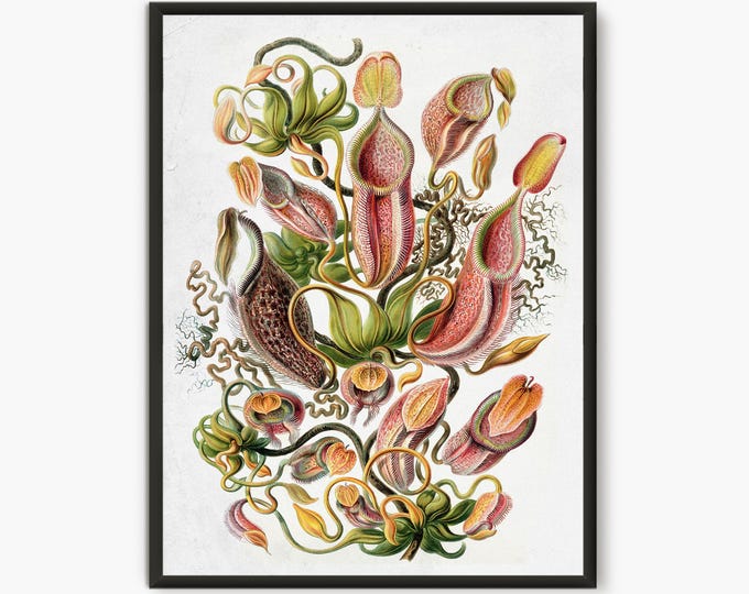 Ernst Haeckel Scientific Illustration, Natural Science print, Nepenthaceae