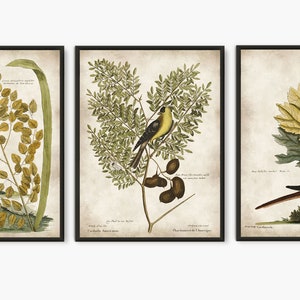 Vintage birds set of 3 book plates prints, Yellow Birds antique illustrations large art prints, bird paintings natural history BS31