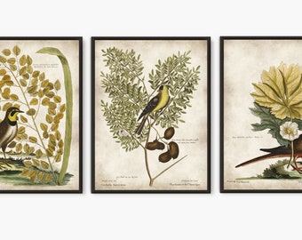 Vintage birds set of 3 book plates prints, Yellow Birds antique illustrations large art prints, bird paintings natural history BS31