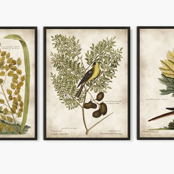 Vintage birds set of 3 book plates prints, Yellow Birds antique illustrations large art prints, bird paintings natural history BS31