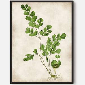 Maidenhair fern print, Fern Botanical prints, Maidenhair fern painting, Green fern illustration, Green Fern wall art, Fern art, Leaves art