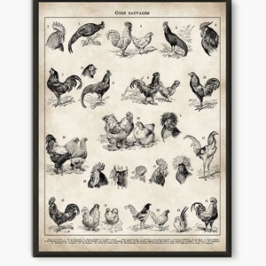 Chicken breeds, Larousse old book, chicken chart, chicken lover, farm prints, chicken poster, chicken lover gift, french country decor, L30