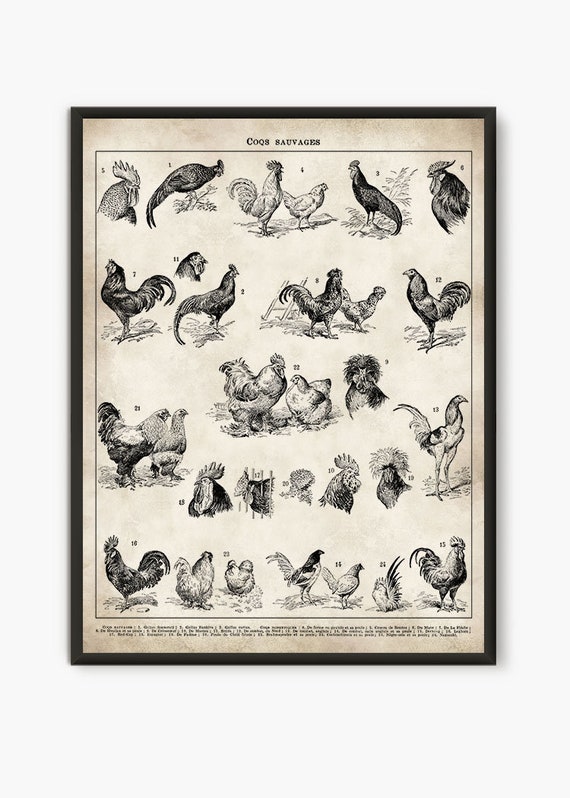 Chicken Breeds Chart