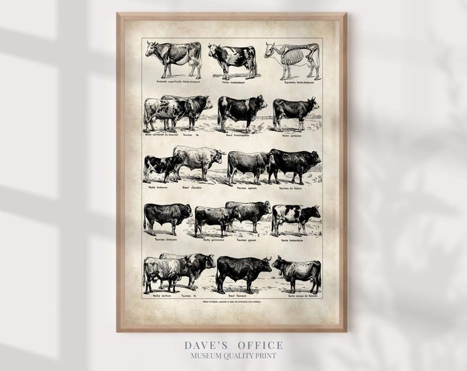 Antique Cow Breed Print, Adolphe Millot Print: Vintage Farm Animal Wall Art