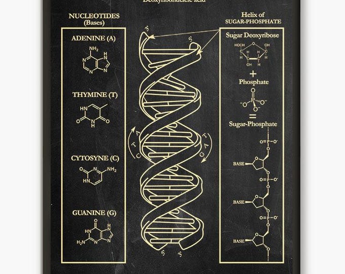 DNA Wall Art Poster,Biology Student Gift, Classroom Art Poster, Genetics Art Print,Home Decor, Student Gift Idea D1