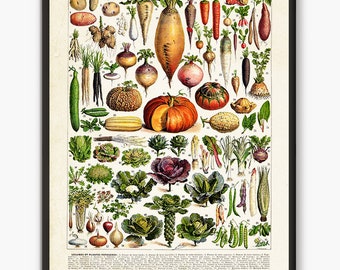Vegetable poster, Larousse old book,vegetables decor,botanical poster, kitchen posters, food poster, vegetables art, kitchen wall poster,L18