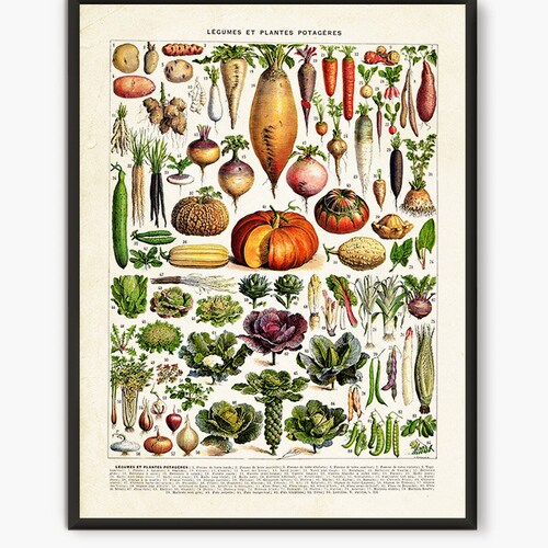 Affiche végétale, livre ancien Larousse,décor légumes,affiche botanique, affiches cuisine, affiche alimentaire, art légumes, affiche murale cuisine,L18