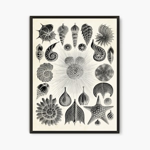 Ernst Haeckel Scientific Illustration, Natural Science print, Thalamphora