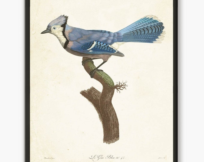 Blu Jay antique book plates prints, birds vintage home decor wall art, Wildlife bird home decor  #B4