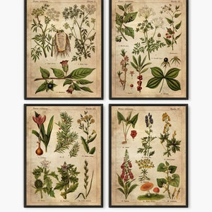 Poisonous Plants Old Book Pages Venenous Poster Antique French - Etsy