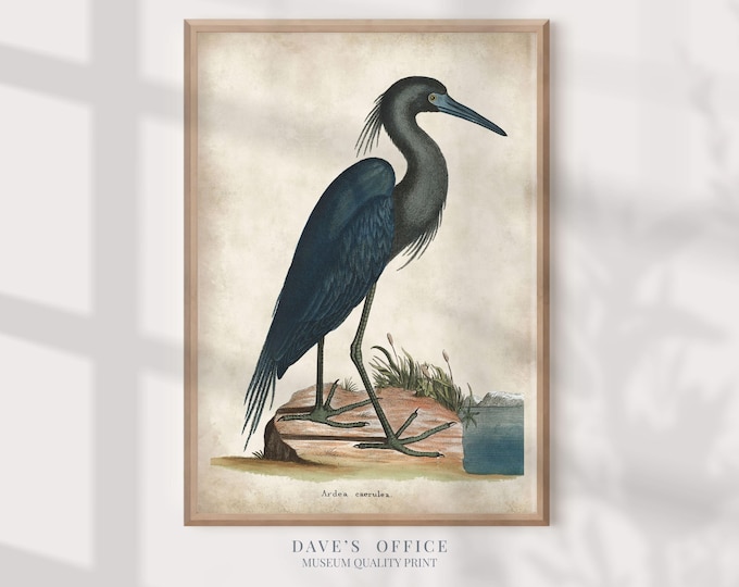 Blue Heron Antique Illustration Art Print: Coastal Decor