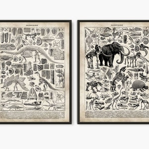 Póster de esqueleto, placa de libro, ilustración de página de libro de Larousse, póster científico, póster educativo, paleontología, póster de evolución, set de 2 impresiones, L26