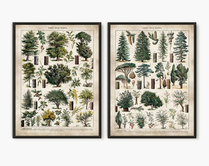 Adolphe Millot illustration,Forest print, Larousse, forest wall art, tree poster, trees art print, botanical poster, Set of 2 prints,L14