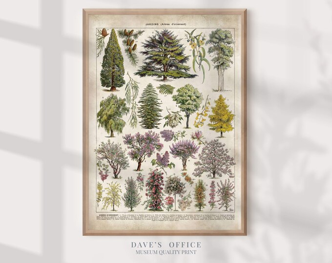 Larousse Ornament Trees Print: Antique Botanical Illustration
