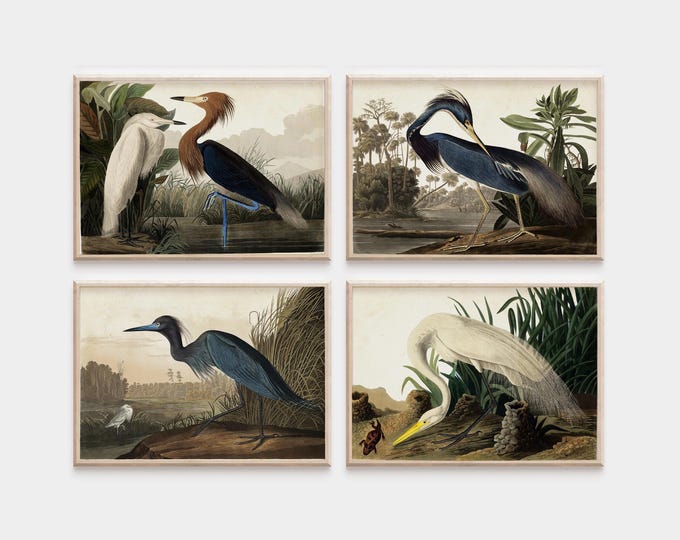 Set of 4 Art Prints of Heron | Audubon Bird Prints | Vintage Birds of America Illustrations | Natural History Antique Book Plates