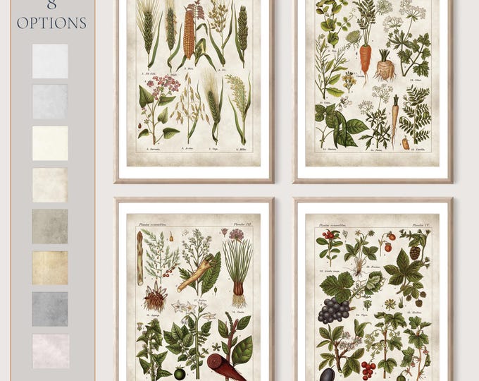Edible plants Old book pages Edible poster Antique french plate Rustic kitchen art Wall art Botanical poster Set of 4 #223