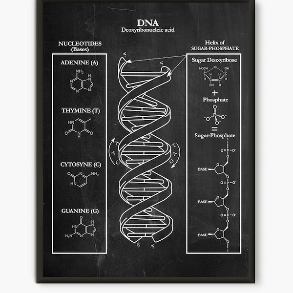 DNA Wall Art Poster Biology Student Gift  Classroom Art Poster  Genetics Art Print Home Decor  Student Gift Idea D1