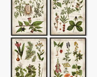 Poisonous plants Old book pages Venenous poster Antique french plate Rustic kitchen art Wall art Botanical poster Set of 4 #216