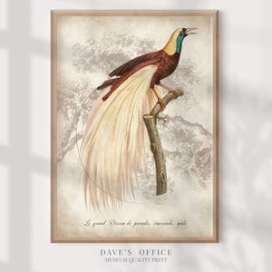 Paradise Bird antique book plates prints, vintage birds wall art