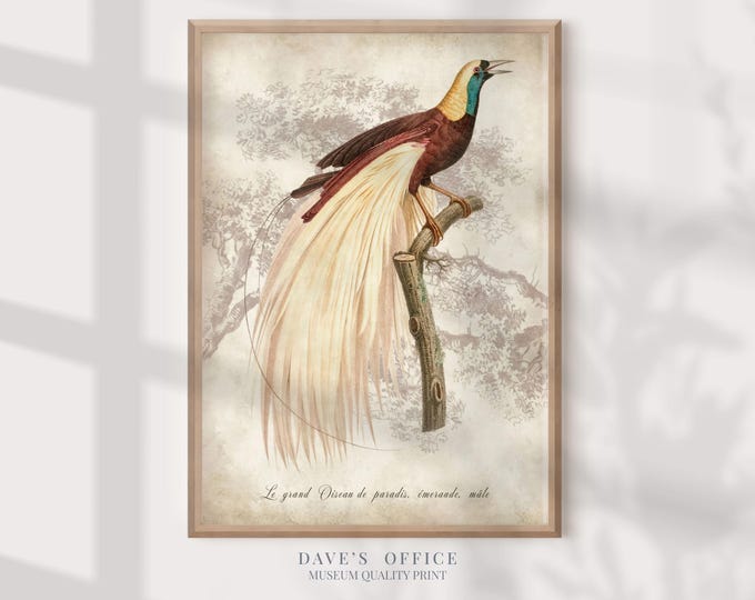 Paradise Bird antique book plates prints, vintage birds wall art