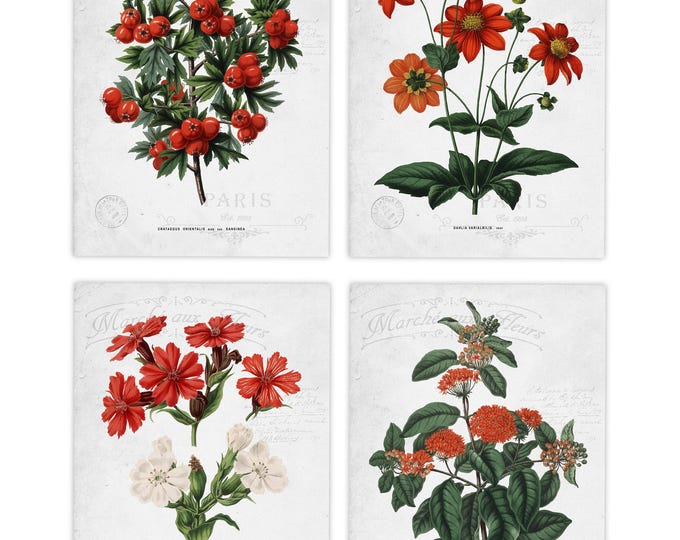 Red flowers wall art set of 4 prints, Antique french plant poster, botany print red floral print set
