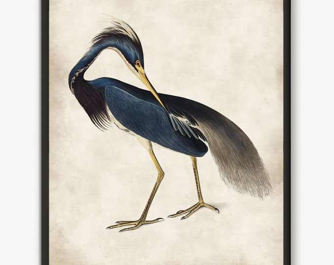 Audubon bird prints, Blue Heron vintage prints,  Sea Bird illustrations coastal decor birds of America