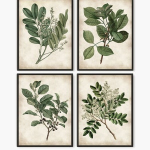 Botanical painting print, Green leaves antique botanical book, Green leaves home decor set of 4 prints B4 light parchment