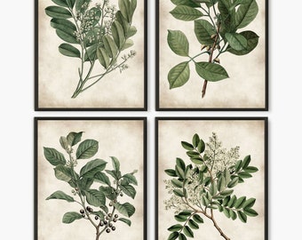 Botanical painting print, Green leaves antique botanical book, Green leaves home decor set of 4 prints  #B4
