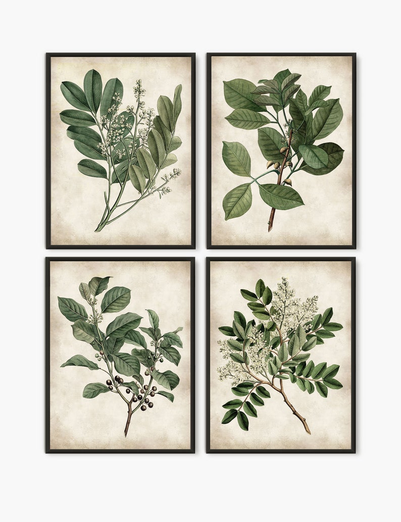 Botanical painting print, Green leaves antique botanical book, Green leaves home decor set of 4 prints B4 light parchment