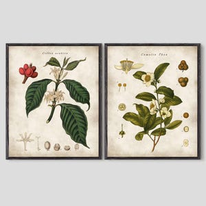 Vintage Coffee and Tea Plant Botanical Prints: Kitchen Wall Art