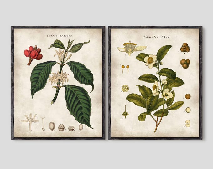 Vintage Coffee and Tea Plant Botanical Prints: Kitchen Wall Art