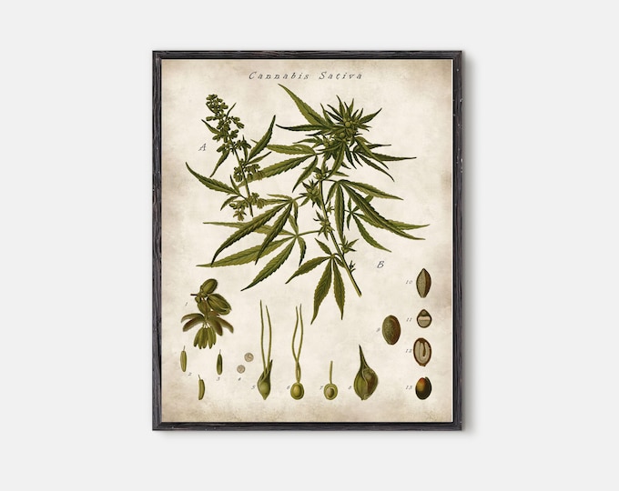 Marijuana poster, Cannabis wall art, room decor, botanical poster, vintage botanical, drugs art, gift idea, cannabis art, cannabis #205