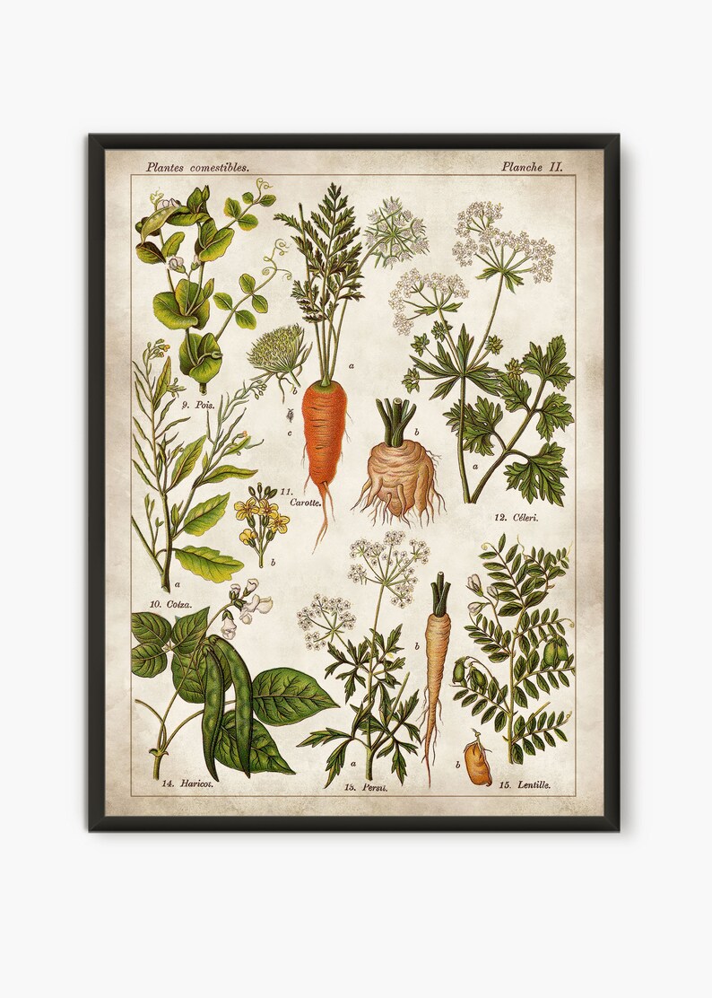 Edible plants Old book pages Edible poster Antique french