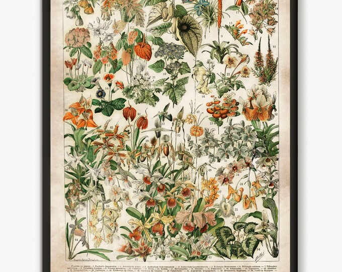 Adolphe Millot illustration,Flowers poster, Larousse flowers wall art, flower art,glower poster, forest decor, nature prints, old book print