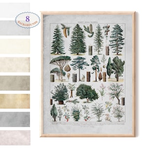 Larousse Forest Poster: Vintage Pine Tree Art Print