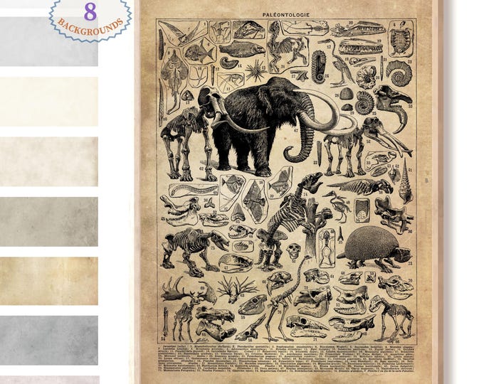 Adolphe Millot illustration,Paleontology art, Larousse old book, ,dinosaur poster, paleontology poster, skeleton poster, skeleton print L25