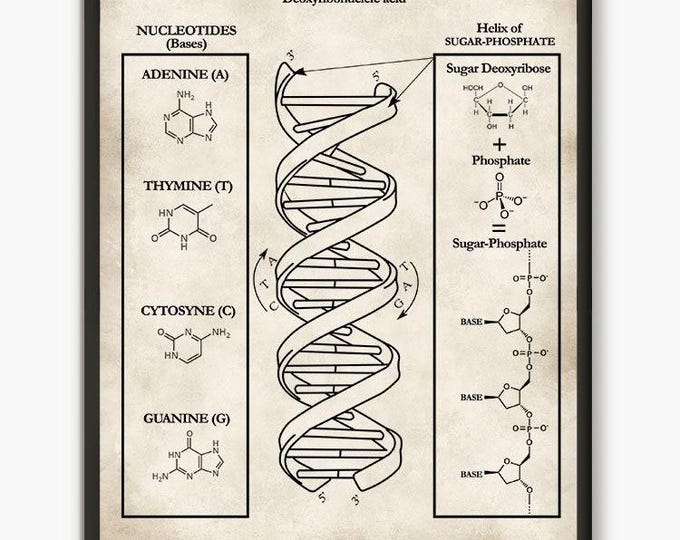 DNA Wall Art Poster,Biology Student Gift, Classroom Art Poster, Genetics Art Print,Home Decor, Student Gift Idea D1