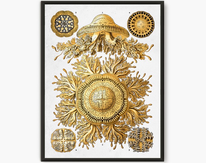 Ernst Haeckel Scientific Illustration, Natural Science print, Discomedusae