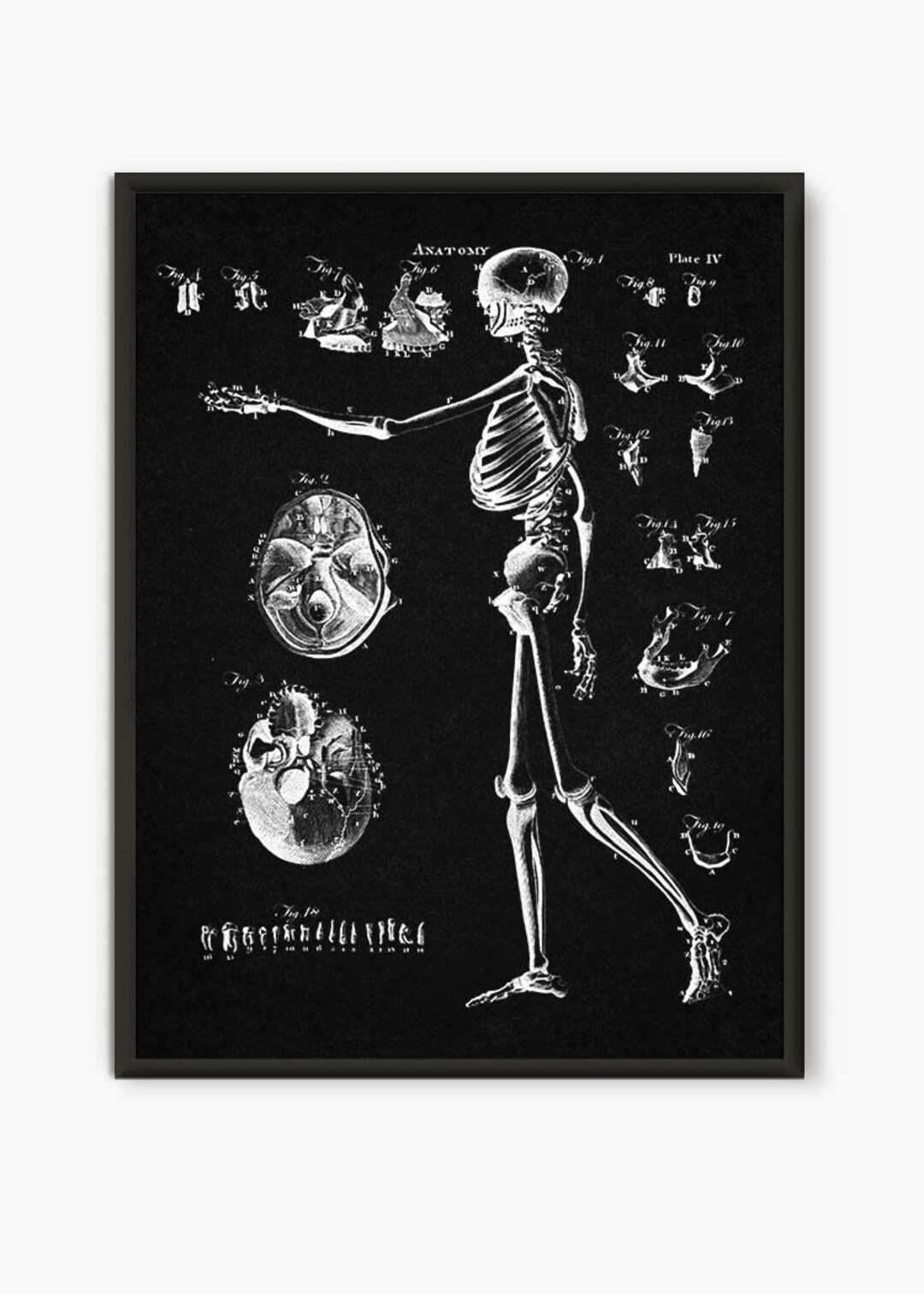 Anatomy Print Human Skeleton Spinal Poster Gift for Doctor Wall Decor ...