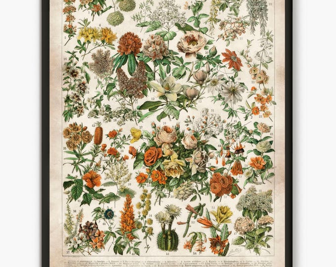Adolphe Millot illustration,Larousse flowers prints, flower wall art, Flower market poster, flower retro poster, floral art prints-L42