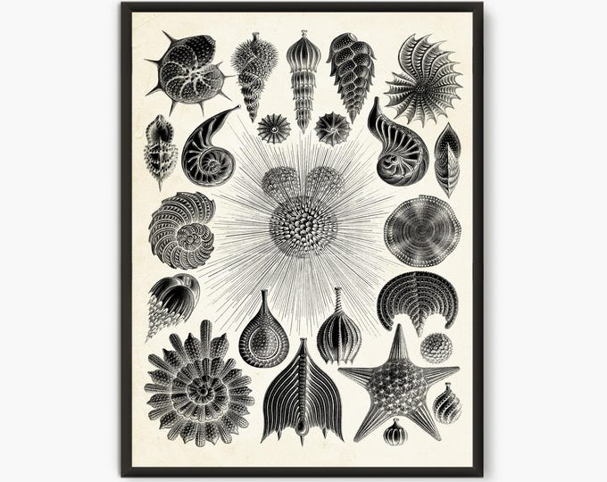 Ernst Haeckel Scientific Illustration, Natural Science print, Thalamphora