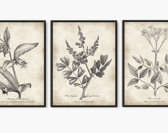 Botanical Poster, antique old book 1790s, kitchen illustration, botany prints, flower art, old book pages, set of 3 prints #224